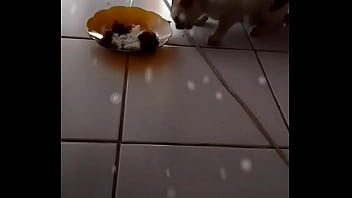 Gadis Penggoda Yang Menggoda